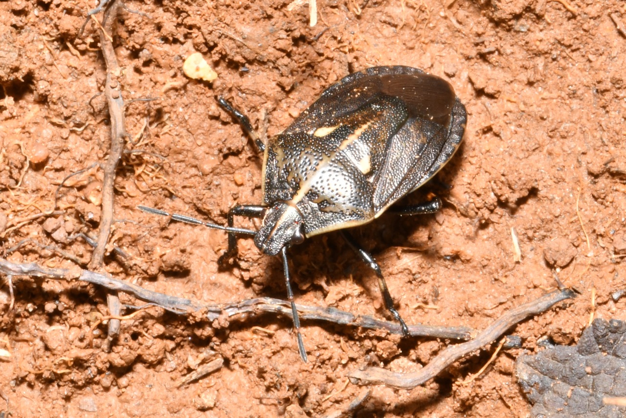 Jalla dumosa (Linnaeus, 1758)