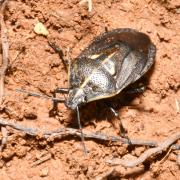 Jalla dumosa (Linnaeus, 1758)