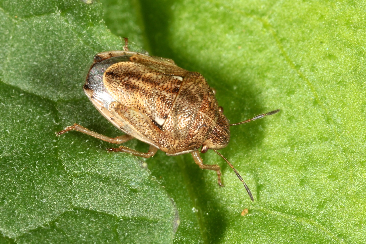 Neottiglossa leporina (Herrich-Schäffer, 1830)