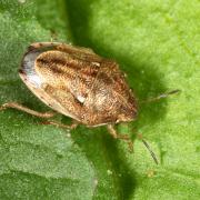 Neottiglossa leporina (Herrich-Schäffer, 1830)