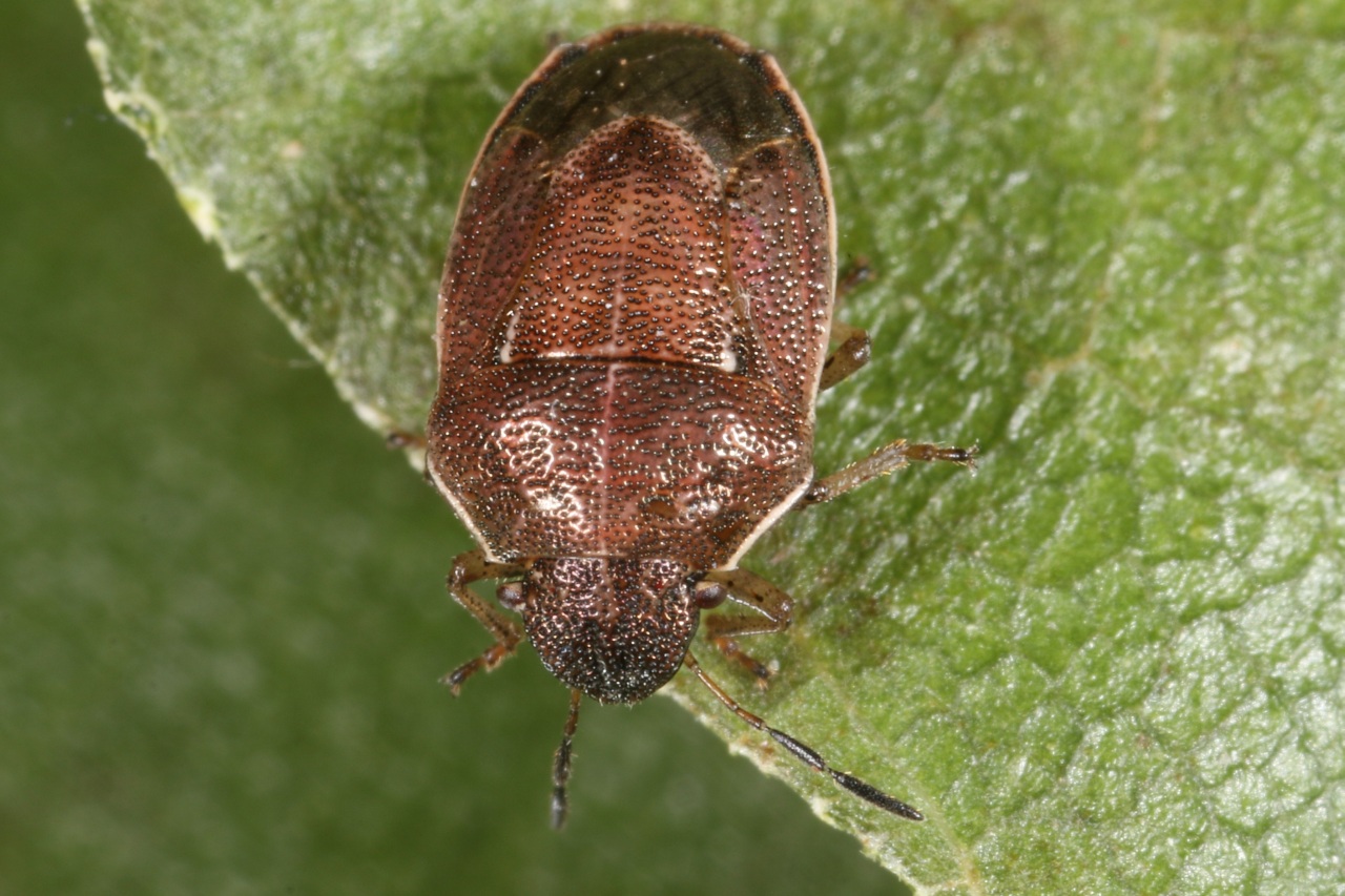 Neottiglossa pusilla (Gmelin, 1790)