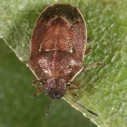 Neottiglossa pusilla (Gmelin, 1790)