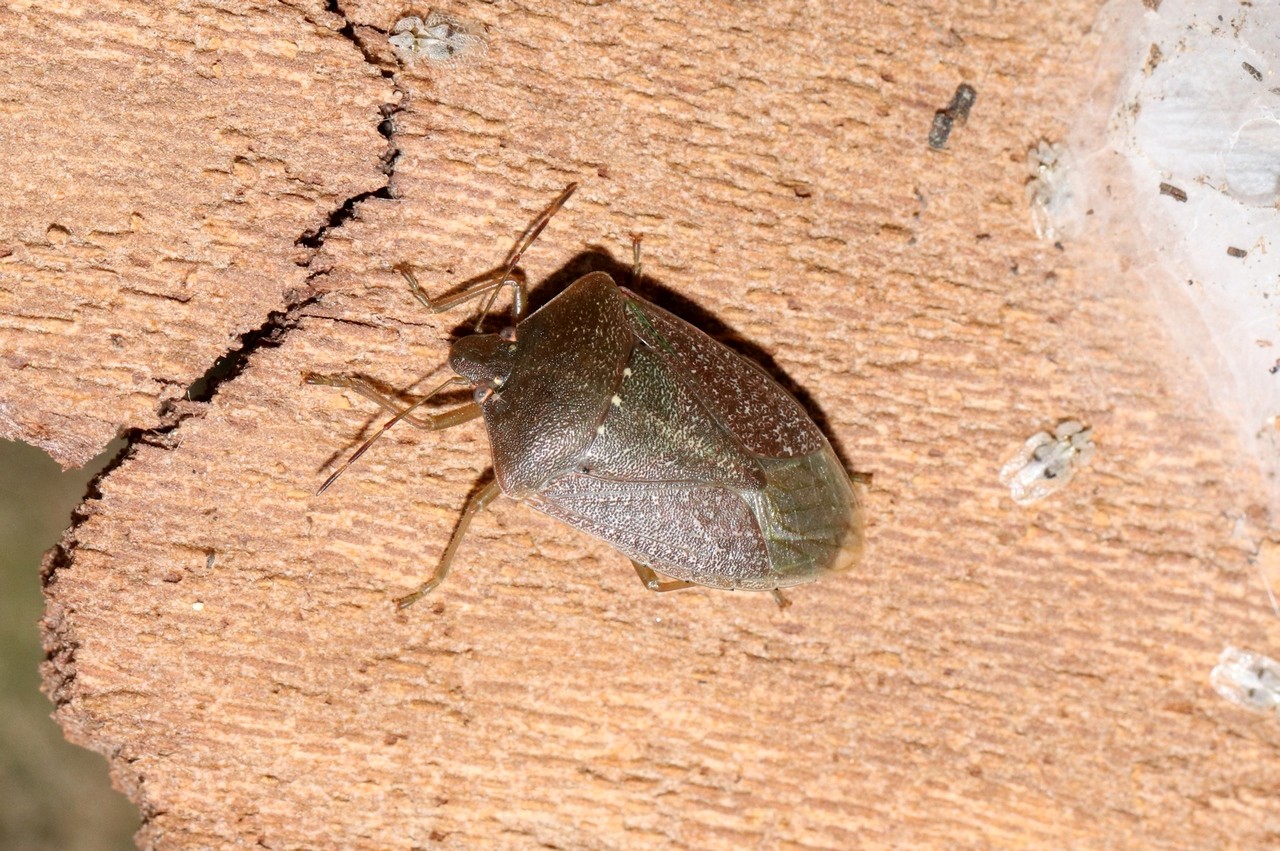 Nezara viridula (Linnaeus, 1758) - Punaise verte ponctuée