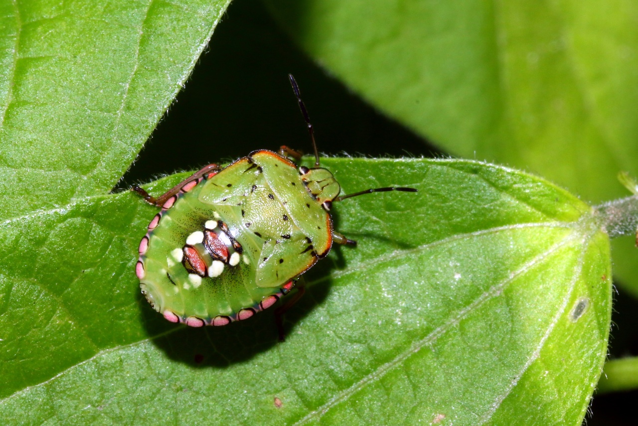 Nezara viridula (Linnaeus, 1758) - Punaise verte ponctuée (larve stade V)