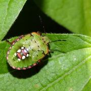 Nezara viridula (Linnaeus, 1758) - Punaise verte ponctuée (larve stade V)