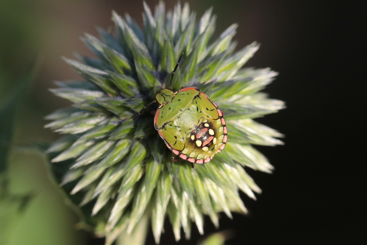 Nezara viridula (Linnaeus, 1758) - Punaise verte ponctuée (larve stade V)