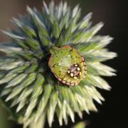 Nezara viridula (Linnaeus, 1758) - Punaise verte ponctuée (larve stade V)