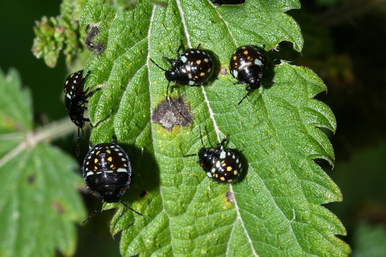 Nezara viridula (Linnaeus, 1758) - Punaise verte ponctuée (larves stade III)