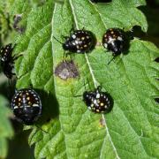 Nezara viridula (Linnaeus, 1758) - Punaise verte ponctuée (larves stade III)