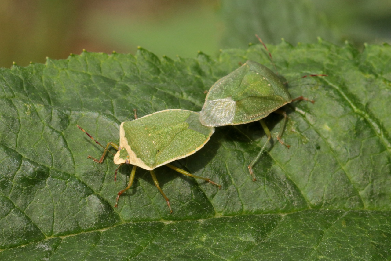 Nezara viridula (Linnaeus, 1758) - Punaise verte ponctuée (forme torquata à gauche)