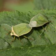 Nezara viridula (Linnaeus, 1758) - Punaise verte ponctuée (forme torquata à gauche)