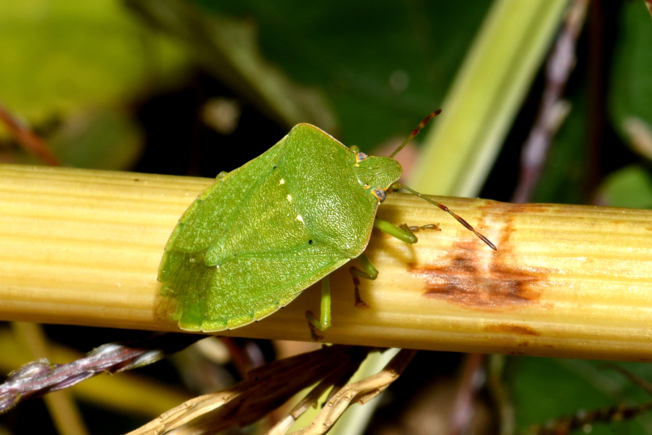 Nezara viridula (Linnaeus, 1758) - Punaise verte ponctuée  