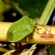 Nezara viridula (Linnaeus, 1758) - Punaise verte ponctuée  