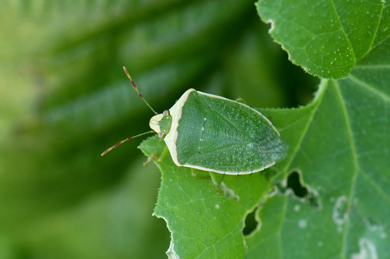 Nezara viridula f. torquata (Linnaeus, 1758) - Punaise verte ponctuée