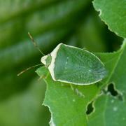 Nezara viridula f. torquata (Linnaeus, 1758) - Punaise verte ponctuée