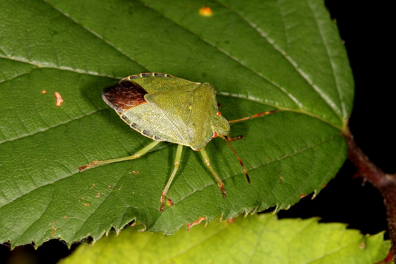 Palomena prasina (Linnaeus, 1760) - Punaise verte