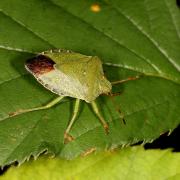 Palomena prasina (Linnaeus, 1760) - Punaise verte