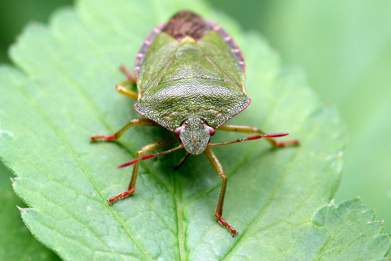 Palomena prasina (Linnaeus, 1760) - Punaise verte