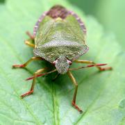 Palomena prasina (Linnaeus, 1760) - Punaise verte