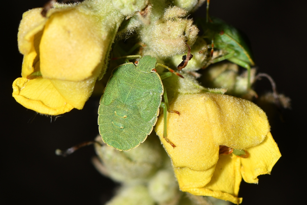 Palomena prasina (Linnaeus, 1760) - Punaise verte (larve)