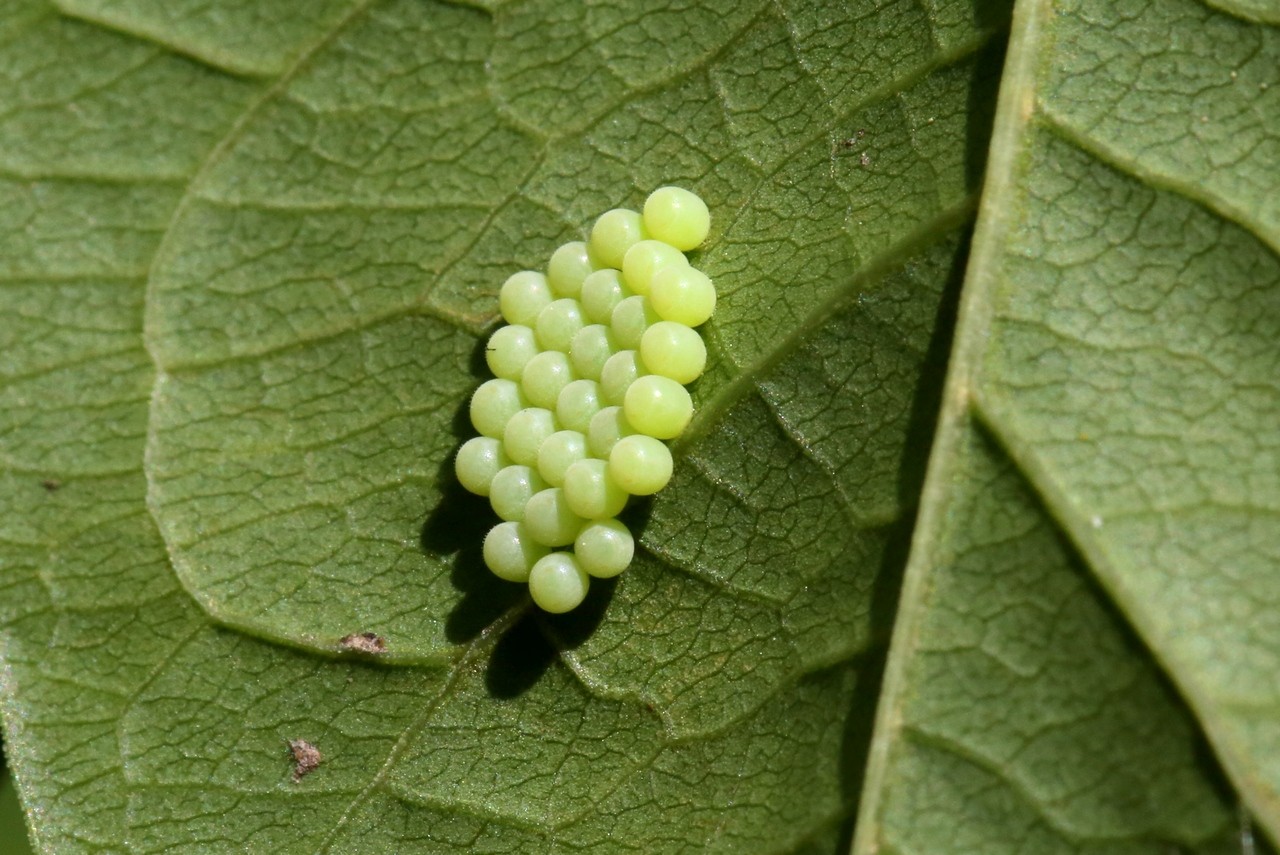 Palomena prasina (Linnaeus, 1760) - Punaise verte (ponte)