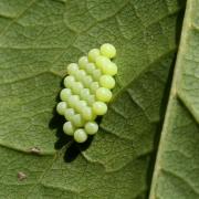 Palomena prasina (Linnaeus, 1760) - Punaise verte (ponte)