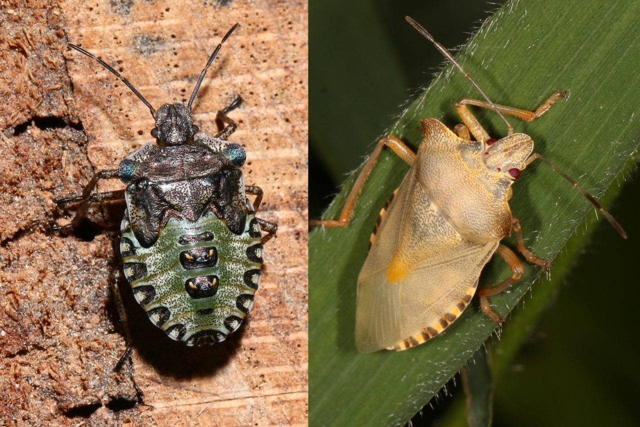 Pentatoma rufipes (Linnaeus, 1758) - Punaise à pattes rousses