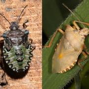 Pentatoma rufipes (Linnaeus, 1758) - Punaise à pattes rousses