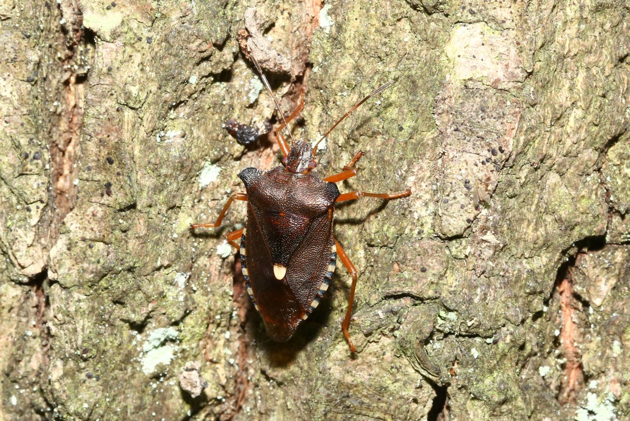 Pentatoma rufipes (Linnaeus, 1758) - Punaise à pattes rousses