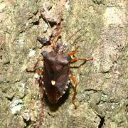 Pentatoma rufipes (Linnaeus, 1758) - Punaise à pattes rousses