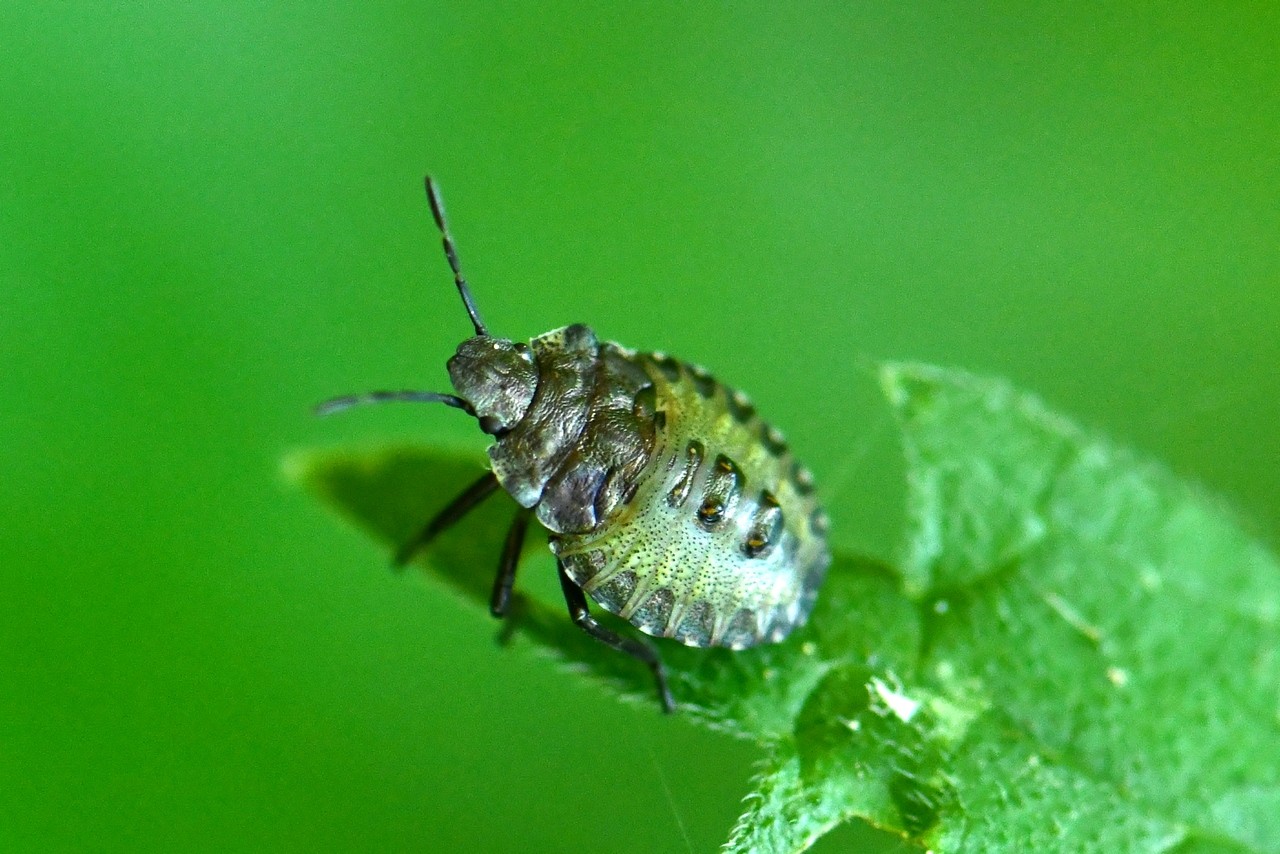 Pentatoma rufipes (Linnaeus, 1758) - Punaise à pattes rousses (larve 3e stade)