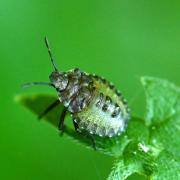 Pentatoma rufipes (Linnaeus, 1758) - Punaise à pattes rousses (larve 3e stade)