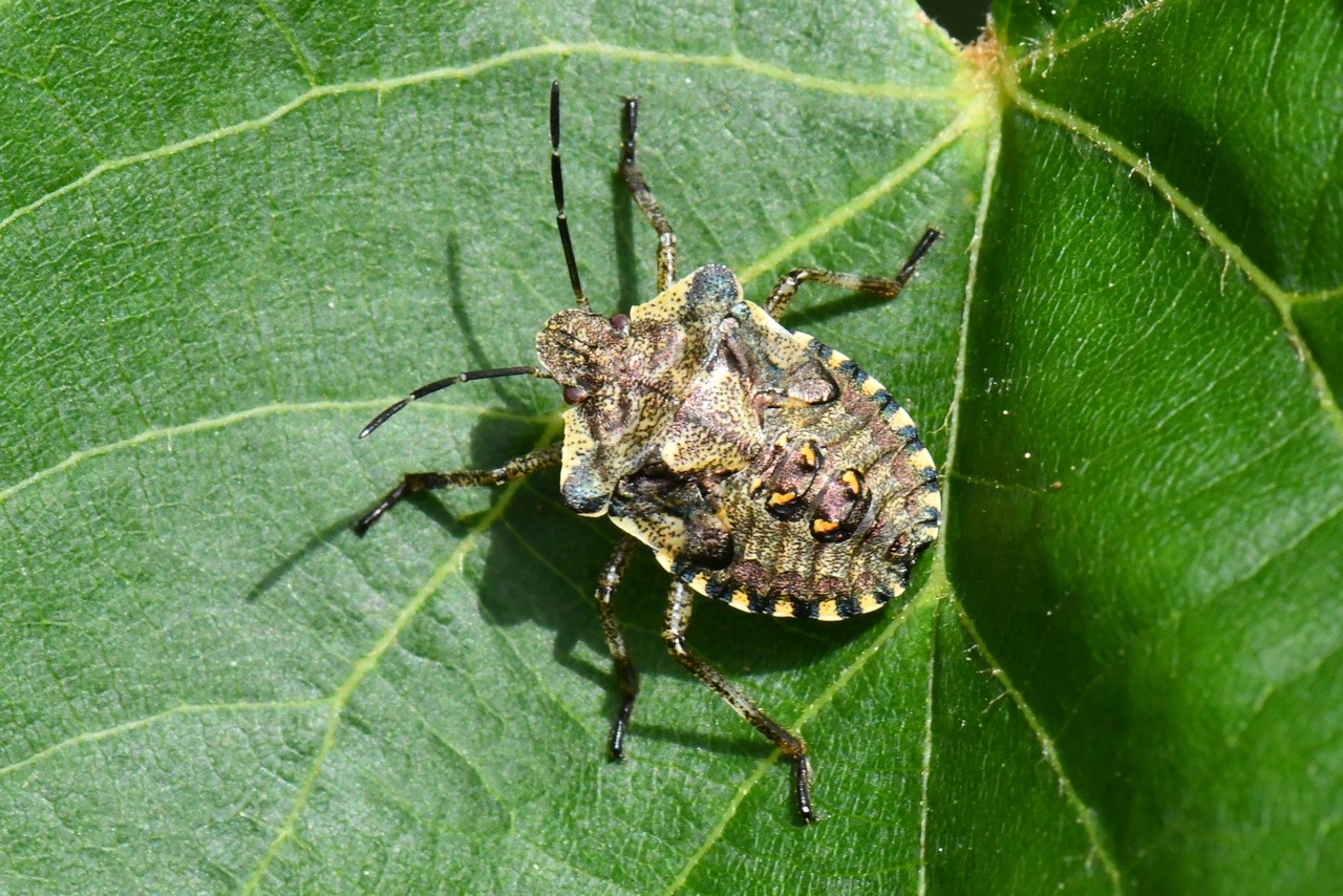 Pentatoma rufipes (Linnaeus, 1758) - Punaise à pattes rousses (juvénile)