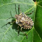 Pentatoma rufipes (Linnaeus, 1758) - Punaise à pattes rousses (juvénile)