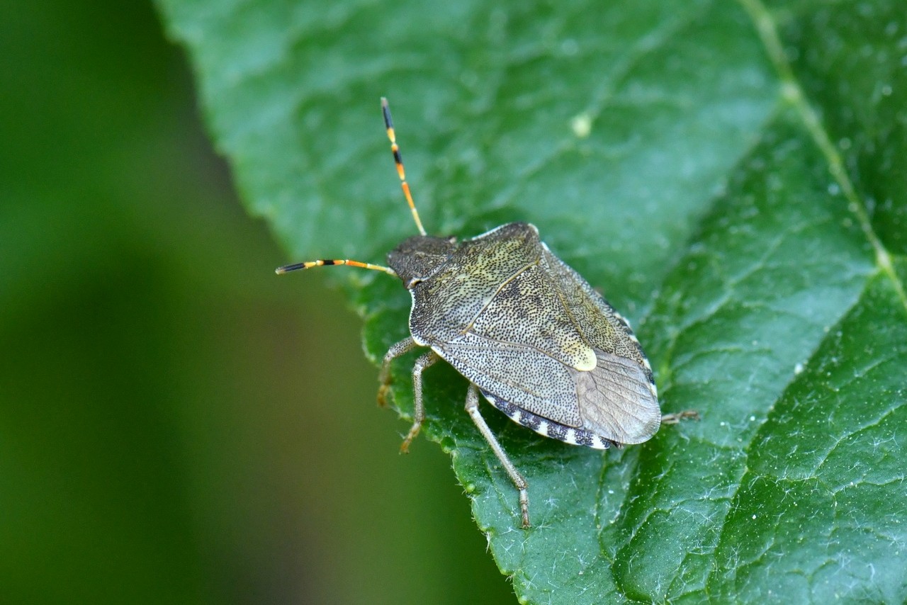 Peribalus strictus vernalis (Wolff, 1804)