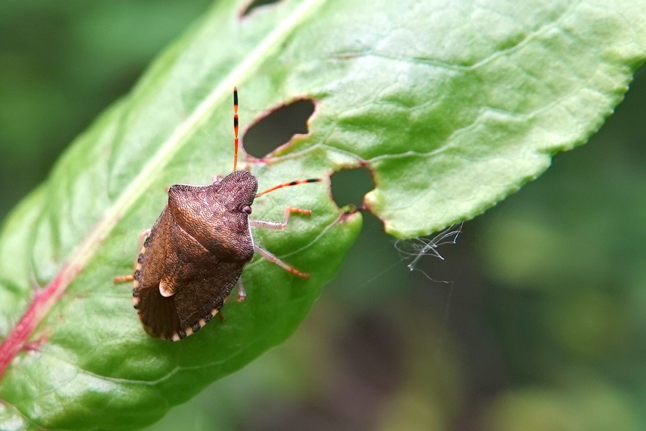 Peribalus strictus vernalis (Wolff, 1804)