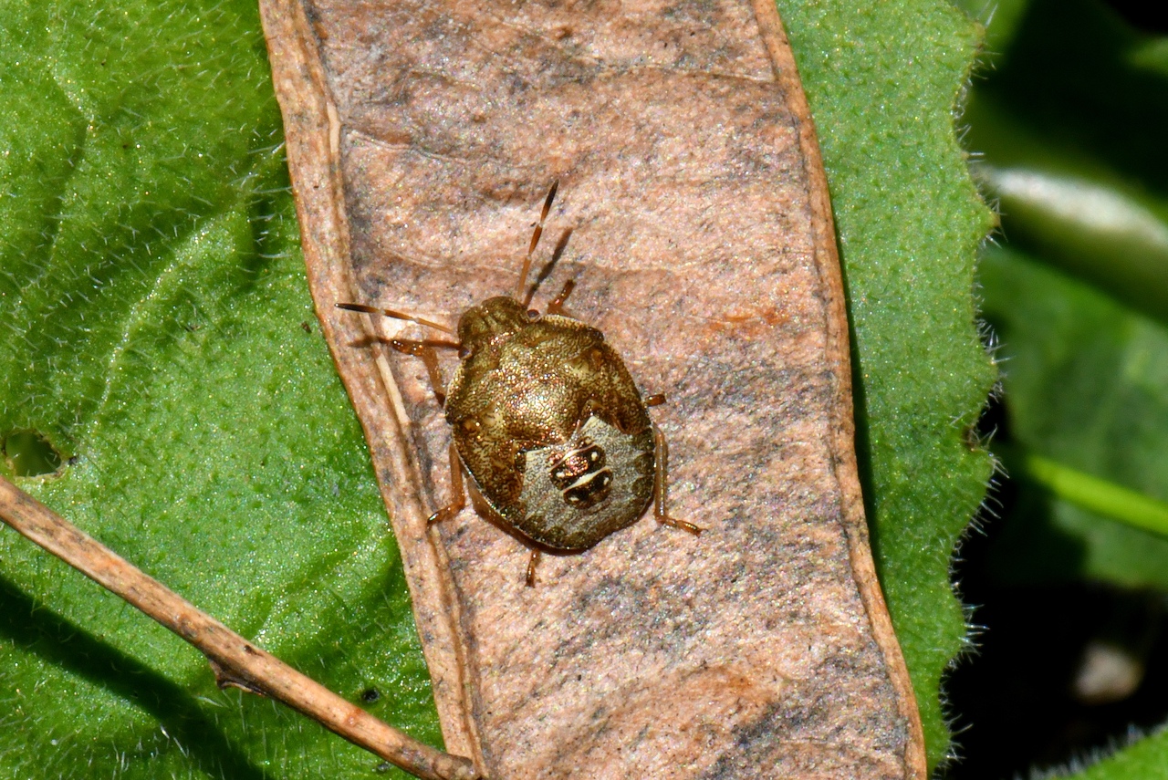 Peribalus strictus vernalis (Wolff, 1804) (larve)