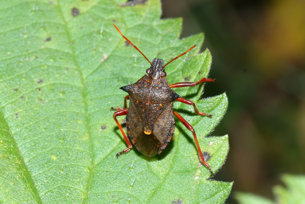 Picromerus bidens (Linnaeus, 1758) - Punaise épineuse