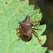 Picromerus bidens (Linnaeus, 1758) - Punaise épineuse