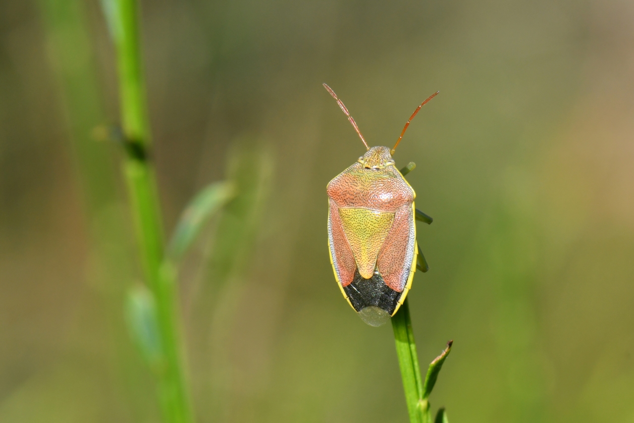 Piezodorus lituratus (Fabricius, 1794) - Punaise des Genêts