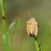 Piezodorus lituratus (Fabricius, 1794) - Punaise des Genêts