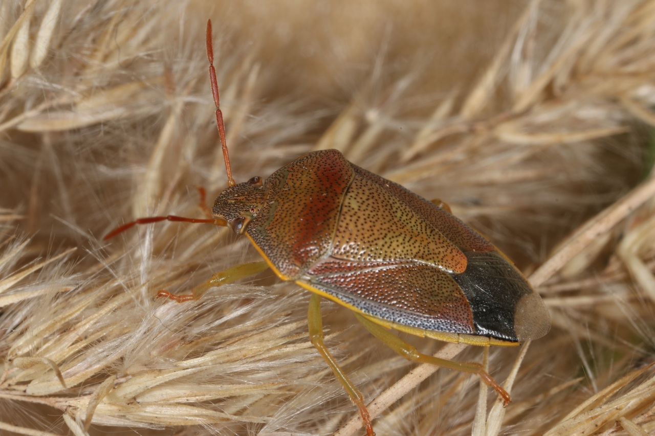 Piezodorus lituratus (Fabricius, 1794) - Punaise des Genêts (livrée automnale)