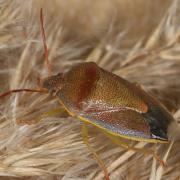 Piezodorus lituratus (Fabricius, 1794) - Punaise des Genêts (livrée automnale)