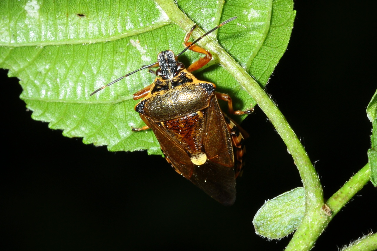 Pinthaeus sanguinipes (Fabricius, 1781)