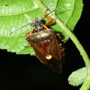 Pinthaeus sanguinipes (Fabricius, 1781)