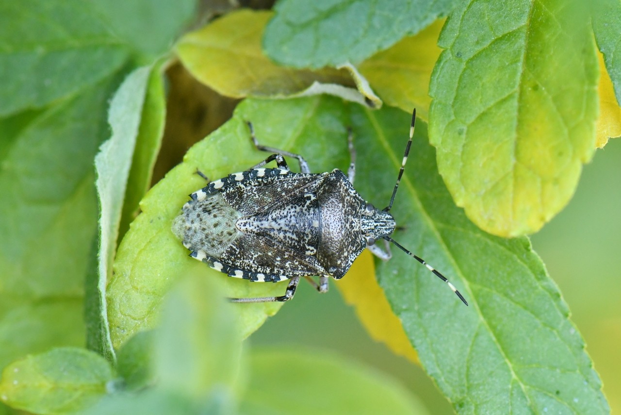 Rhaphigaster nebulosa (Poda, 1761) - Punaise nébuleuse  