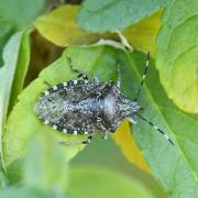 Rhaphigaster nebulosa (Poda, 1761) - Punaise nébuleuse  