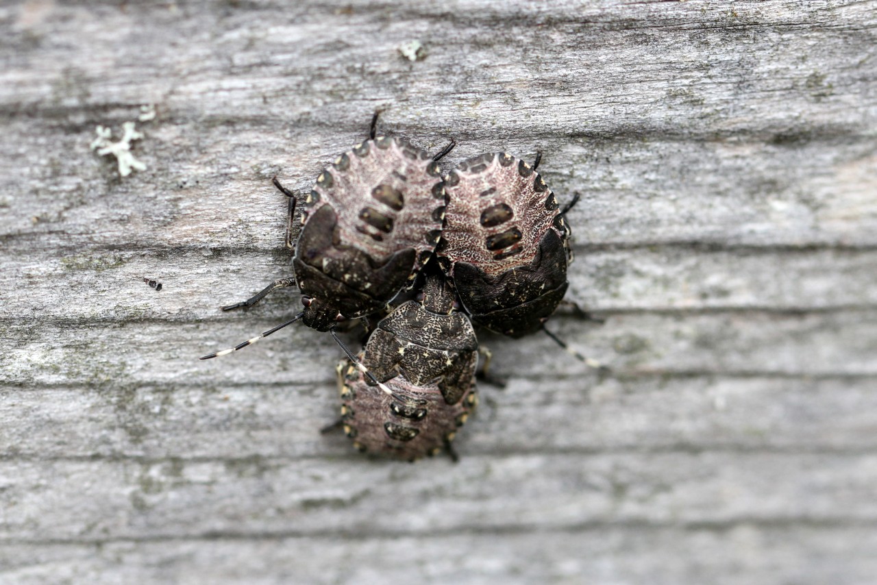 Rhaphigaster nebulosa (Poda, 1761) - Punaise nébuleuse (larves)