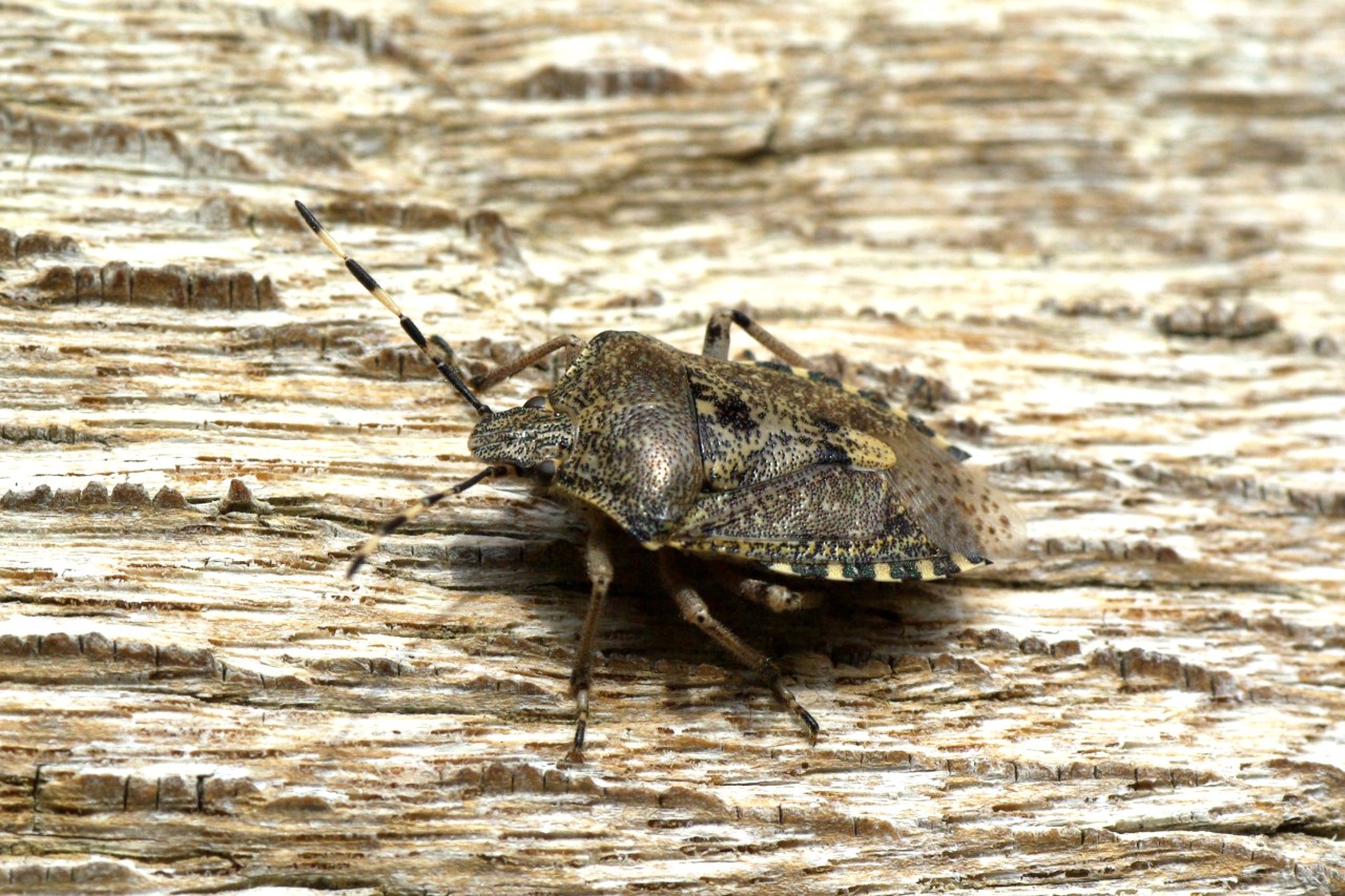 Rhaphigaster nebulosa (Poda, 1761) - Punaise nébuleuse 