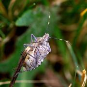 Rhaphigaster nebulosa (Poda, 1761) - Punaise nébuleuse 